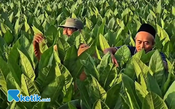 Thumbnail Menjaga Jawa Timur dari Cukai Hasil Tembakau Agar Tak Kacau