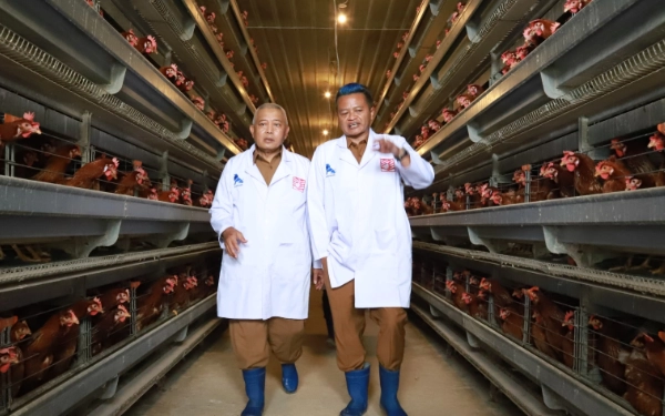 Thumbnail Penuhi Target Swasembada Pangan, Pemkab Malang Belajar Ternak Ayam ke Blitar