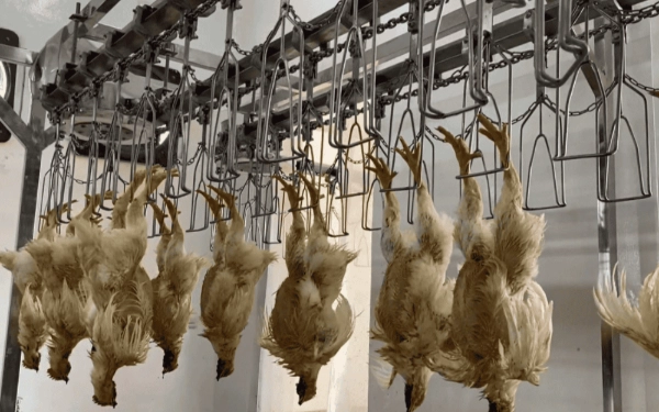 Thumbnail Berita - Program Makan Bergizi Gratis Diklaim Dongkrak Permintaan Ayam hingga 40.000 Ton per Bulan