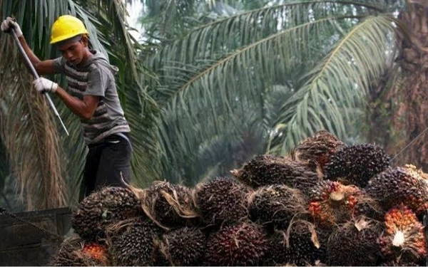 Thumbnail Berita - Petani Sawit Meradang, Harga TBS di Abdya Dipermainkan Pabrik Tanpa HGU
