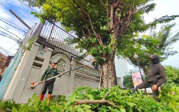 Thumbnail Musim Penghujan, DLH Surabaya Antisipasi Pohon Tumbang