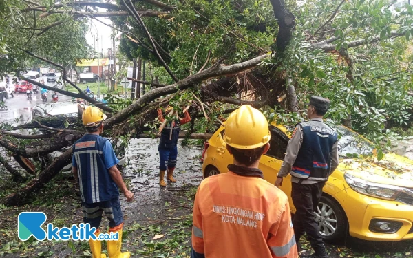 Thumbnail Pohon Tumbang Timpa Dua Mobil di Jalan Terusan Dieng Kota Malang, DLH Fokus Perempesan Titik Rawan