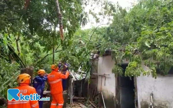 Thumbnail Hujan Deras Melanda Bondowoso, 3 Rumah Rusak Tertimpa Pohon Tumbang