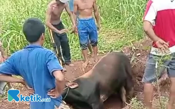 Thumbnail Pilu! Sapi Mati Diduga Terjangkit PMK, Peternak Sampang Rugi Rp20 Juta