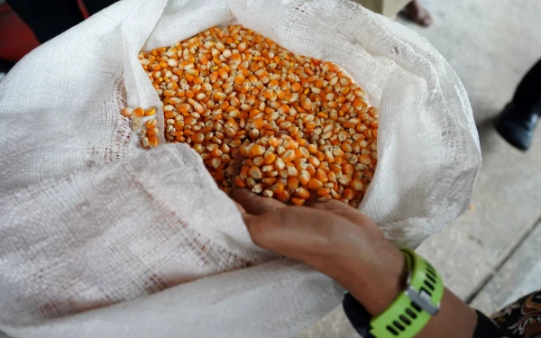 Thumbnail Pemerintah Tetapkan HPP Jagung Rp5.500/Kg, Bulog Siap Serap 1 Juta Ton