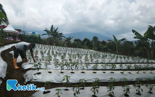Thumbnail Dukung MBG, Polda Jatim Tanam 11 Jenis Tanaman Hortikultura di Kota Batu