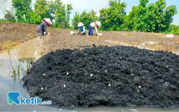 Thumbnail Gagal Adakan Bibit untuk 2.492 Petani Pacitan, DKPP Buat Rp300 Juta DBHCHT Jadi Silpa