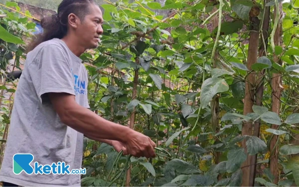 Thumbnail Mengenal Saiful Akbar, Jurnalis TV Sekaligus Petani Sayur Sistem Tumpang Sari Kota Batu