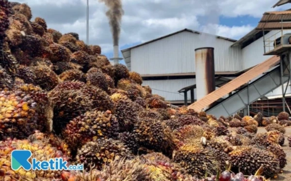 Thumbnail Berita - Nakal! PT Beurata Subur Persada Beli TBS Sawit Warga dengan Harga Rendah