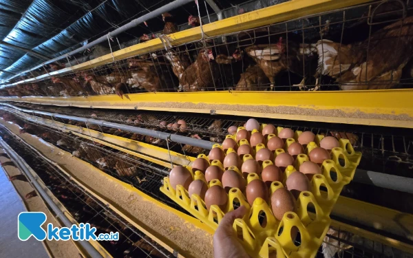 Thumbnail ‎Menko Pangan Zulhas Akan Jadikan Telur Alat Negosiasi Tarif Trump ke AS  ‎