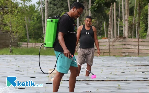 Thumbnail Metode Fukuoka, Ikhtiar Petani Desa Buton Halmahera Selatan di Tengah Pesatnya Penggunaan Pestisida