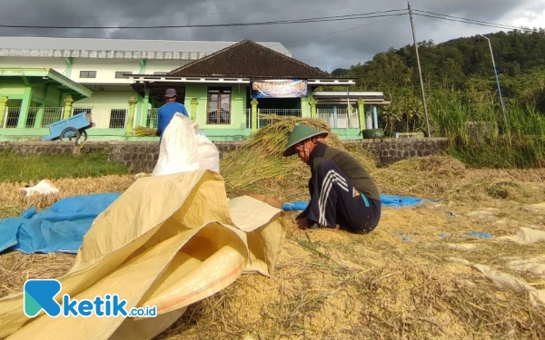 Thumbnail Baru 32 Persen, Serapan Gabah Kering Pacitan Seret, Petani Pilih Simpan Stok