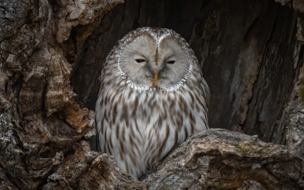 Thumbnail Rumah Burung Hantu, Solusi Petani Kota Batu Lawan Hama Tikus