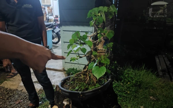 Thumbnail Berita - Sempat Jadi Bulan-bulanan Warga, Pencuri Tanaman Bonsai di Pekalongan Diamankan Polisi