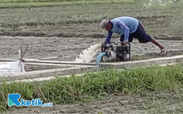 Thumbnail Berita - Saluran Irigasi Rusak, 25 Hektare Sawah di Desa Sidokare Pemalang Alami Kekeringan