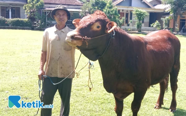 Thumbnail Ajaib! Sapi di Pacitan Lahirkan Pedet Jantan 10 Kali, Pemilik Disebut Punya Jimat