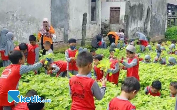 Thumbnail Berita - Ayo Bertani dan Memanen, TK RA Ibnu Taimiyyah Berkunjung Ke P4S Berkah Menganti