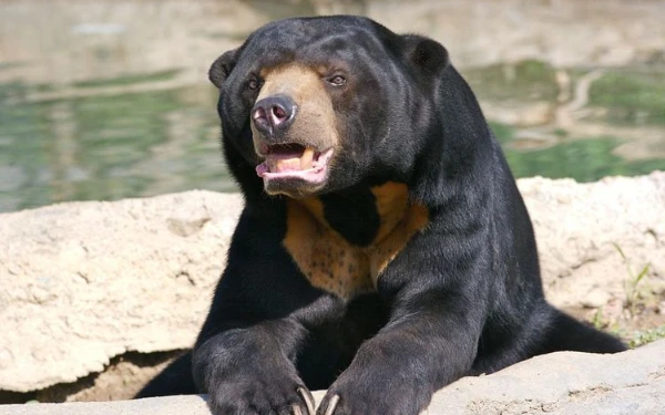 Thumbnail Berita - Warga Abdya Resah, Beruang Madu Gunong Geulanteu Tak Masuk Pemukiman