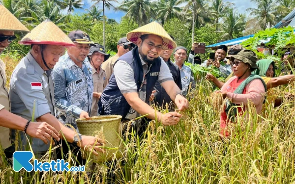 Thumbnail Panen Padi Ladang di Obi, Bahan Kajian Pengembangan Petani Lokal Halmahera Selatan