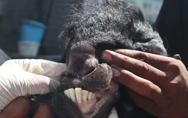 Thumbnail Berita - Dinas Peternakan Jombang Perketat Pengawasan Hibah Ternak