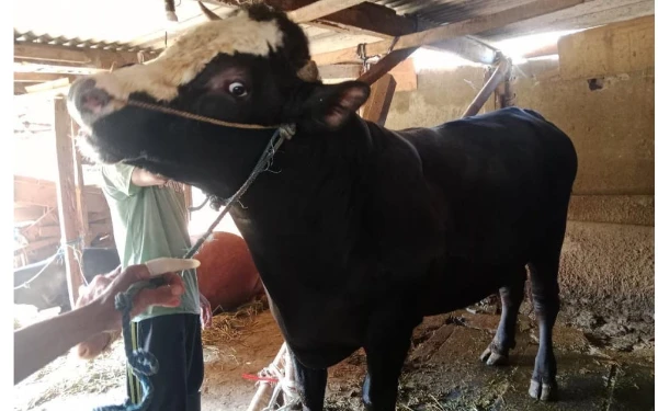 Thumbnail Sapi Kurban Simental Milik Presiden Prabowo Akan Diserahkan ke Masjid Agung Jami' Kota Malang