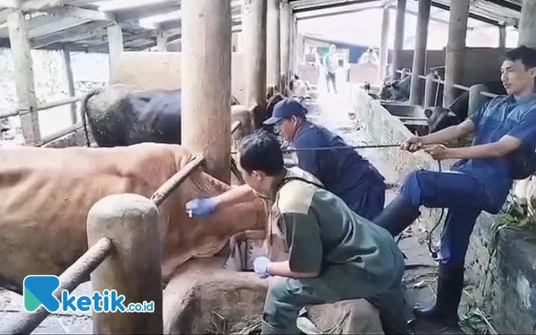 Thumbnail Berita - Stok Hewan Kurban di Cilacap Melimpah, Kambing Masih Jadi Favorit