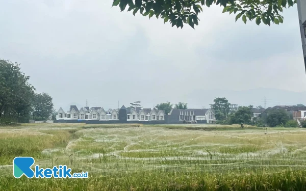 Thumbnail Sawah di Kota Malang Tergerus Perumahan, Pemkot Tak Berdaya Hadang Alih Fungsi Lahan