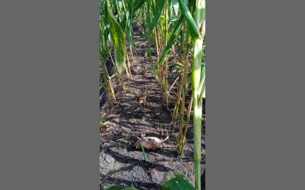 Thumbnail Berita - Ratusan Hektare Jagung Petani di Jombang Diserang Hama Tikus, Diduga dari Area Pabrik