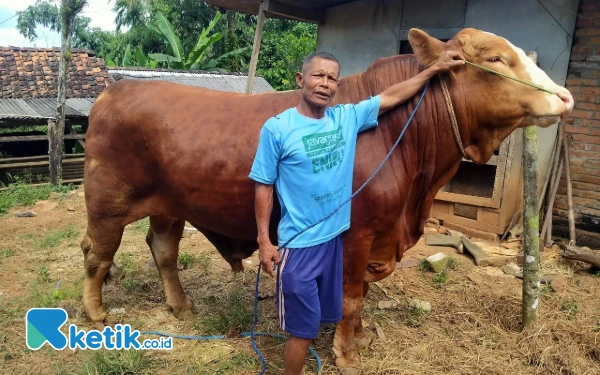 Thumbnail Sapi 0,9 Ton Milik Warga Pacitan Dibeli Presiden RI untuk Kurban Iduladha