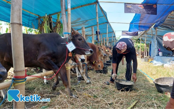 Thumbnail Jangan Salah Pilih! Ini Ciri Hewan Kurban yang Sehat Menurut Ahli