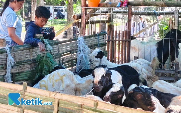 Thumbnail 3 Hari Jelang Iduladha, Pilihan Hewan Kurban di Surabaya Mulai Terbatas