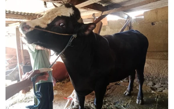 Thumbnail Wali Kota Malang Pastikan Penyerahan Sapi Presiden Tanpa Arak-arakan, Fokus Keamanan Iduladha