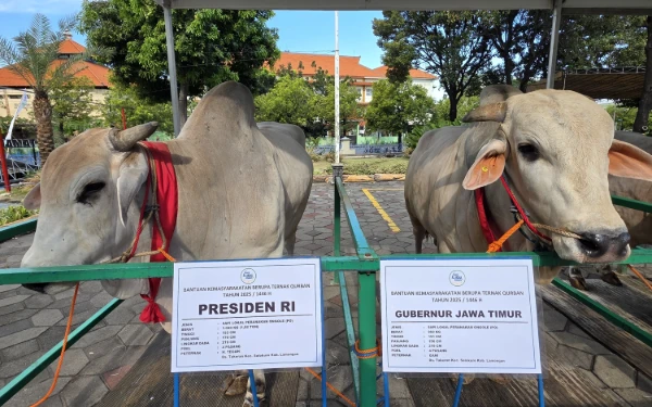 Thumbnail Presiden Prabowo Pilih Sapi Peranakan Ongole dari Lamongan, Khofifah-Emil Kurban di Masjid Al Akbar