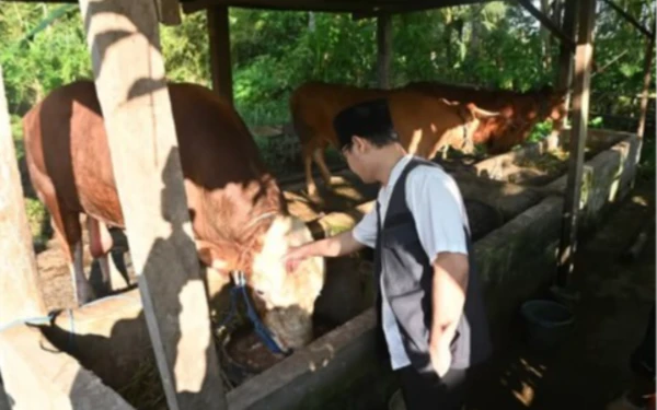 Bupati Trenggalek Mas Ipin Tinjau Sapi 1 Ton yang Dibeli Presiden Prabowo untuk Kurban