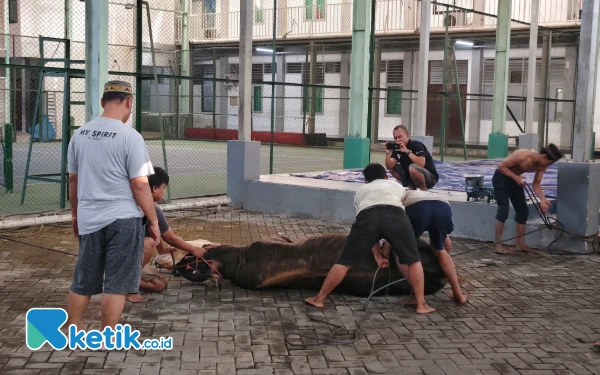 Thumbnail KONI Jatim Gelar Penyembelihan Hewan Kurban, Daging Dibagikan ke Warga