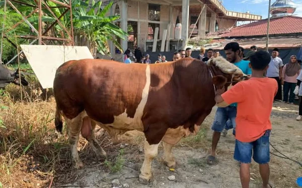 Thumbnail Berita - Sapi Kurban Presiden Prabowo Disambut Haru di Pasaman Barat