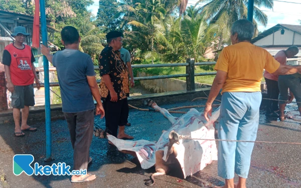 Thumbnail Berita - Iduladha 2025, Masjid Al Falaq Sinabang Sembelih 9 Hewan Kurban