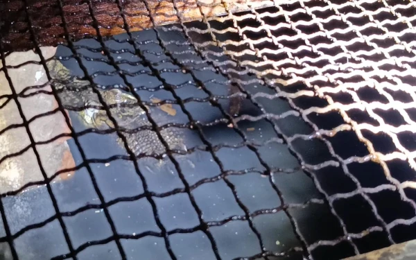 Thumbnail Penangkaran Reptil Belum Siap, Buaya Muara 2 Meter Gagal Evakuasi