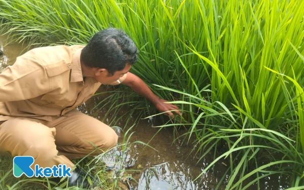 Thumbnail Berita - Cegah Serangan Hama Wereng, Distanpan Abdya Imbau Petani Gunakan Benih Padi Resmi