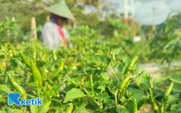 Thumbnail Tembakau Mati, Cabai Membusuk: Kemarau Basah Rugikan Petani Pacitan