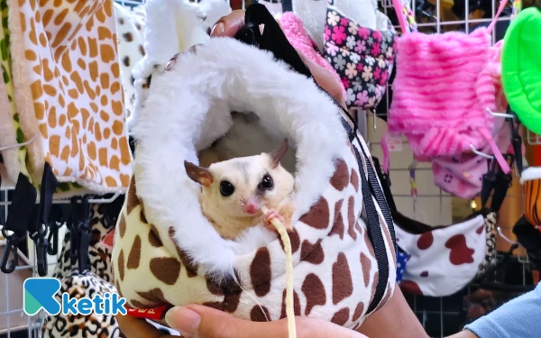 Thumbnail Tips Merawat Sugar Glider, Makanan Hingga Kandang Wajib Bersih