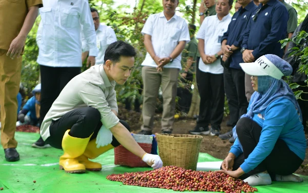 Thumbnail Kunjungi Bondowoso, Wapres Gibran Ikut Panen Raya Kopi Ijen
