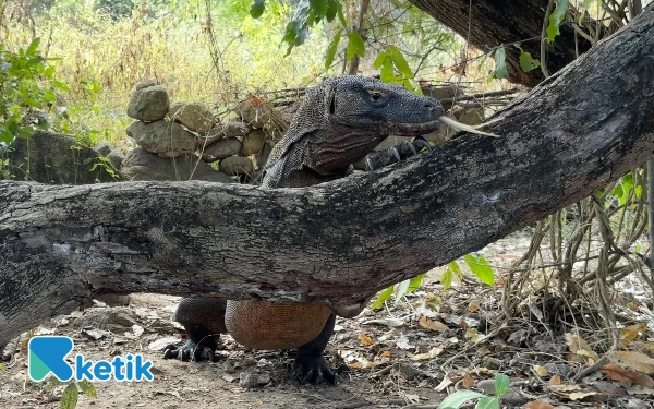 Thumbnail Berita - Komodo Dragon