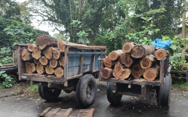 Thumbnail Perhutani Gagalkan Aksi Illegal Logging di Wilayah Hutan Kalipait Banyuwangi Selatan