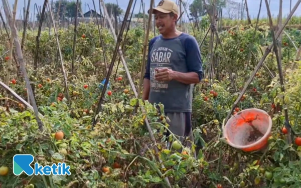 Thumbnail Petani Tomat Kota Batu Terima Untung Meski Panen Rusak Akibat Cuaca
