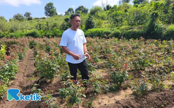 Thumbnail Kreativitas Jumadi, Petani Kota Batu Sukses Budidayakan Mawar Eden