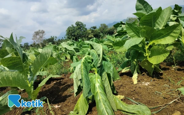 Thumbnail Berita - Penyakit Layu Fusarium Rusak Tanaman Tembakau Petani Probolinggo