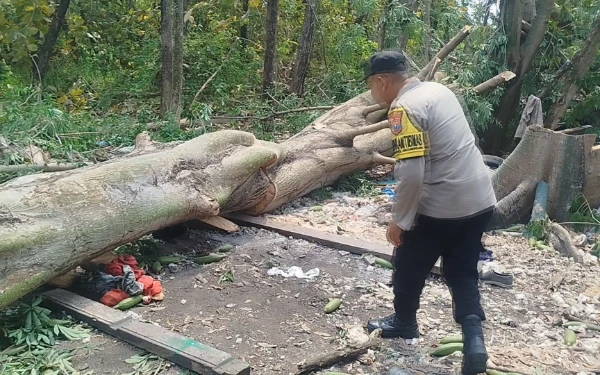 Thumbnail Berita - Kuli Tebang Pohon Tewas Tertimpa Randu di Mojokerto