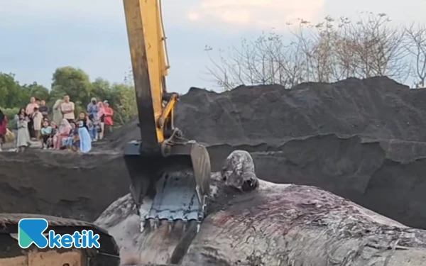 Thumbnail 3 Hari Terdampar di Tepi Pantai Situbondo, Bangkai Ikan Paus Akhirnya Dikuburkan