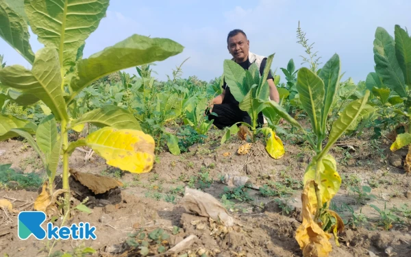 Thumbnail Berita - Harga Tembakau di Probolinggo Turun, Begini Hasil Monitoring HKTI